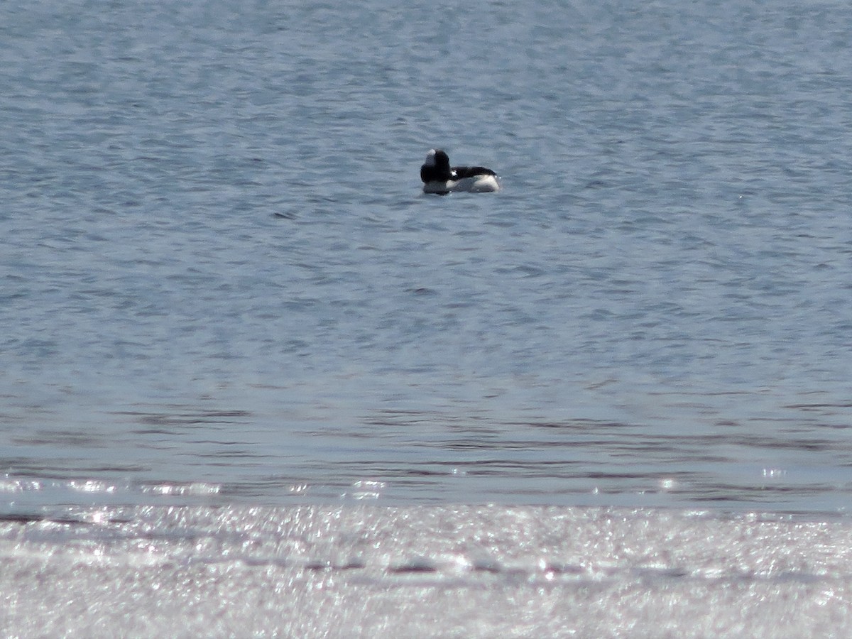 Bufflehead - ML227374101