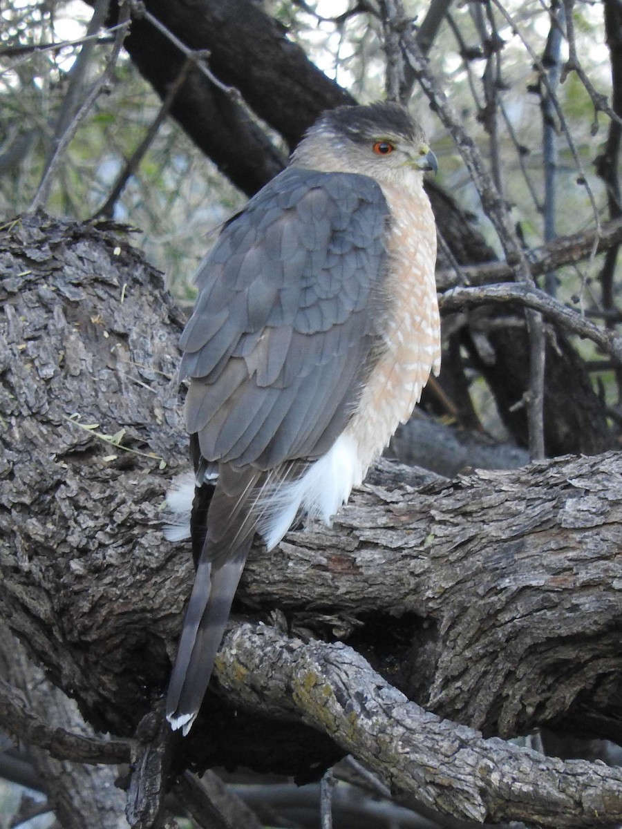 Cooper's Hawk - Paul Suchanek