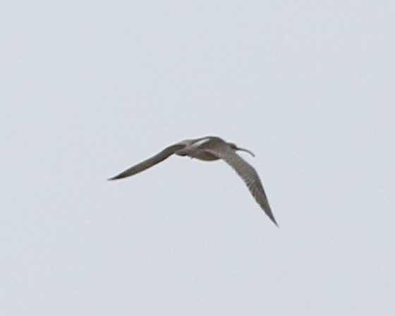 Whimbrel - Ron Furnish