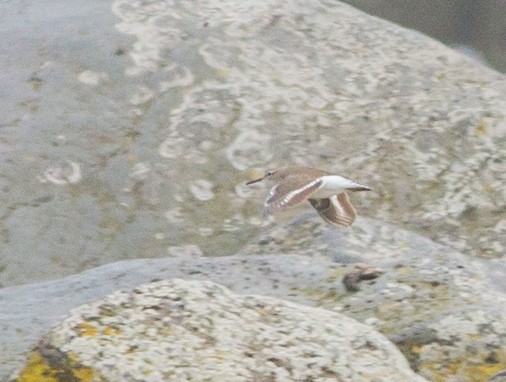 Common Sandpiper - ML22737551