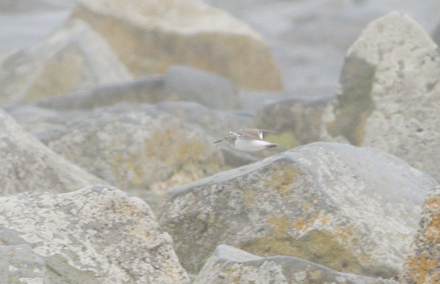 Common Sandpiper - Ron Furnish