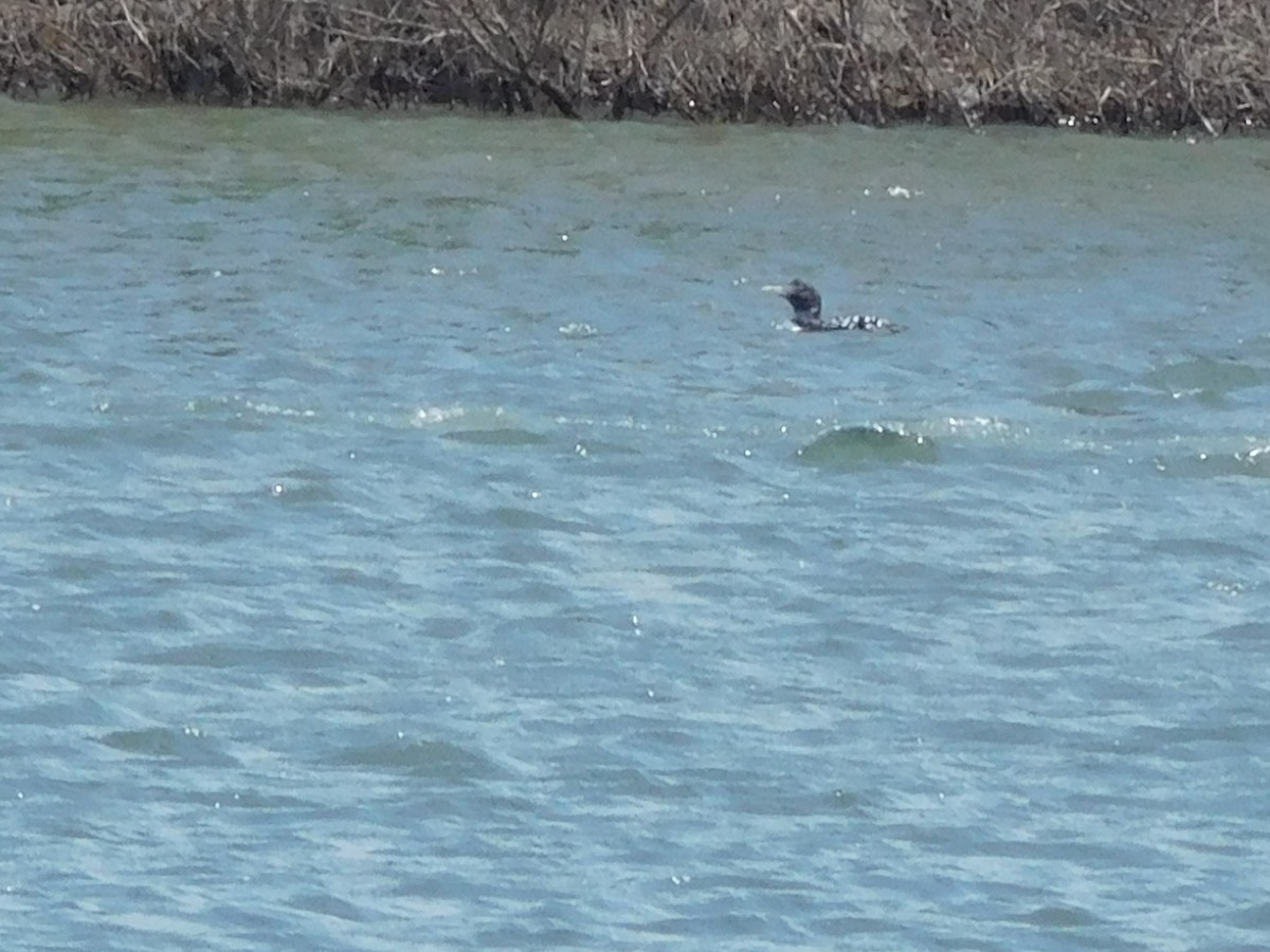 Yellow-billed Loon - ML227378181