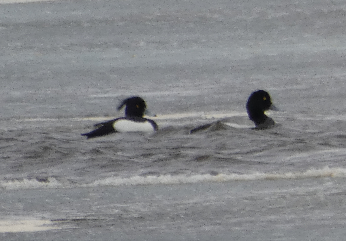 Tufted Duck - ML227380461