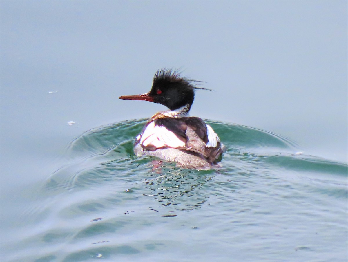 Red-breasted Merganser - ML227380671