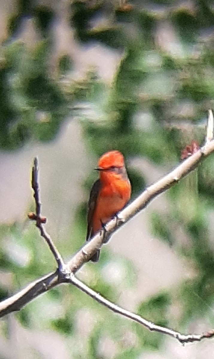 Vermilion Flycatcher - Alan Moss