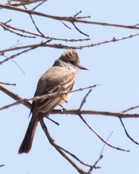 Ash-throated Flycatcher - ML227386151