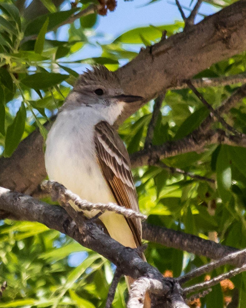 Ash-throated Flycatcher - ML227386171
