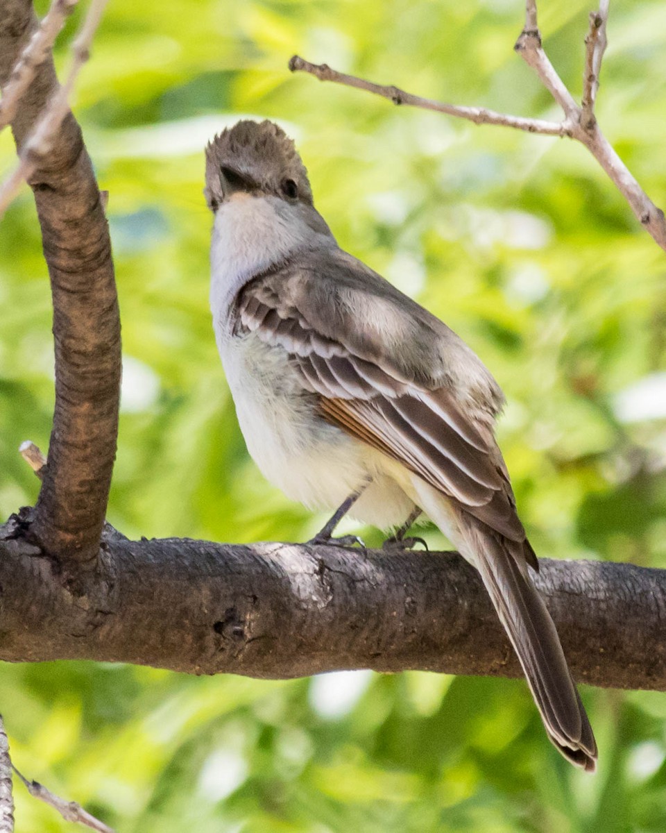 Ash-throated Flycatcher - ML227386191