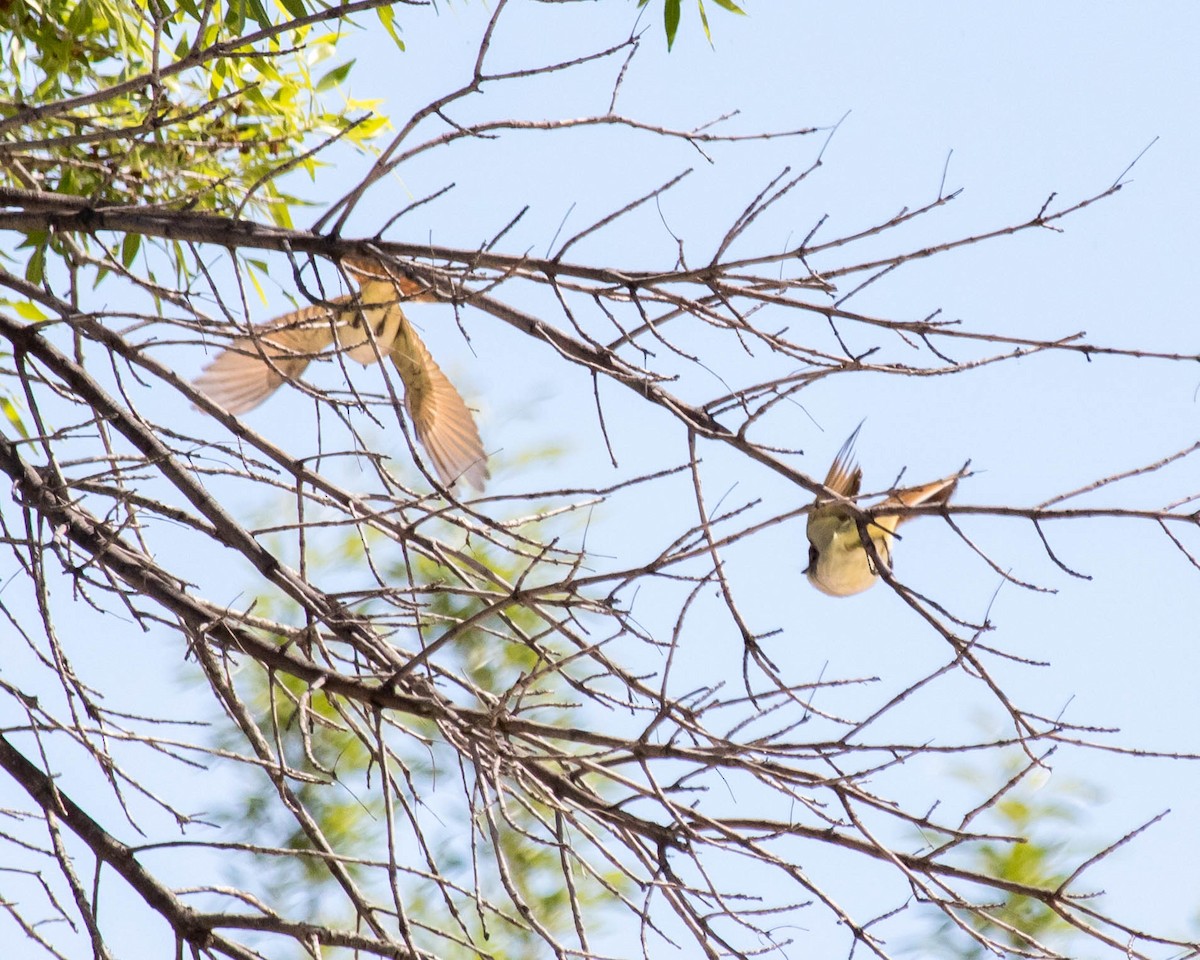 Ash-throated Flycatcher - ML227386201