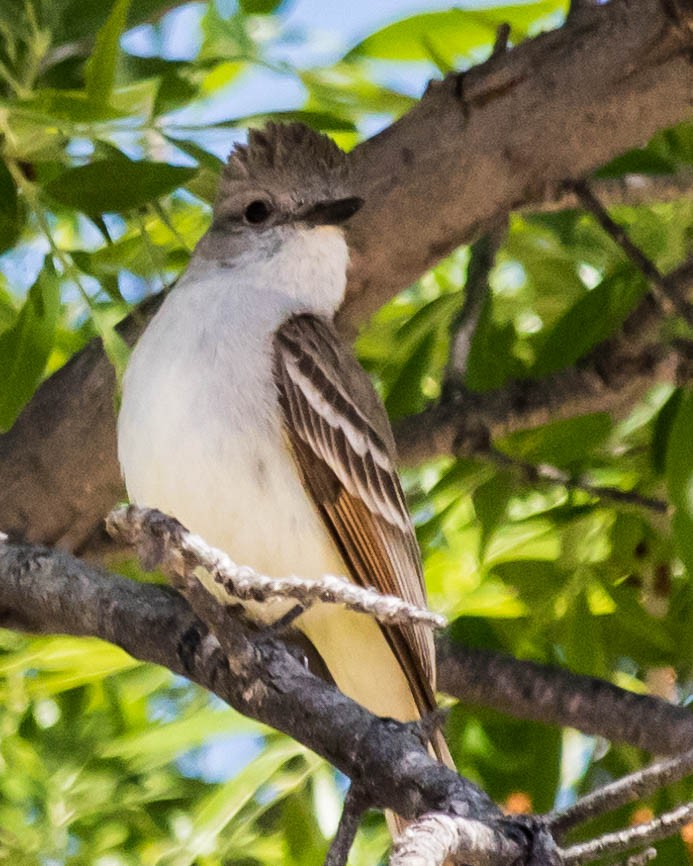 Ash-throated Flycatcher - ML227386231