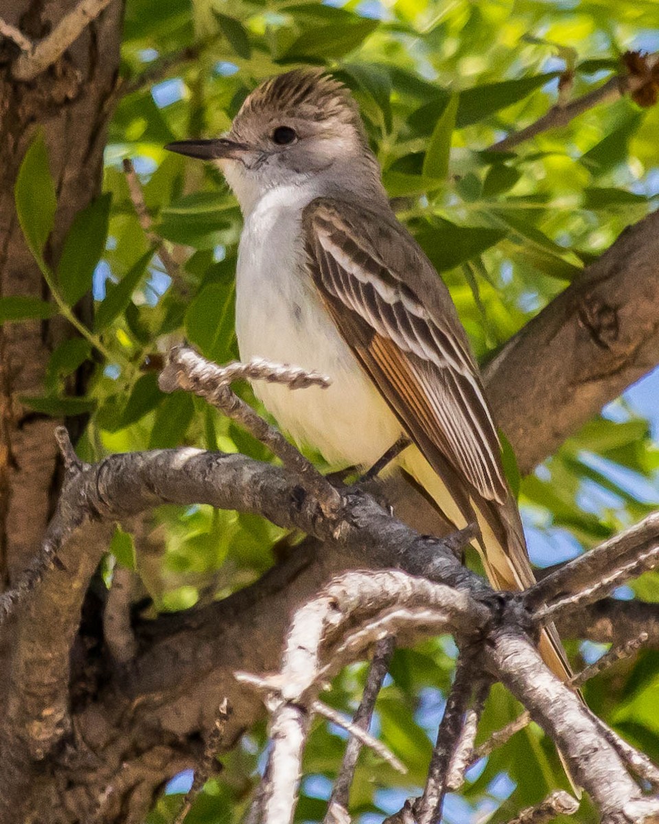 Ash-throated Flycatcher - ML227386241