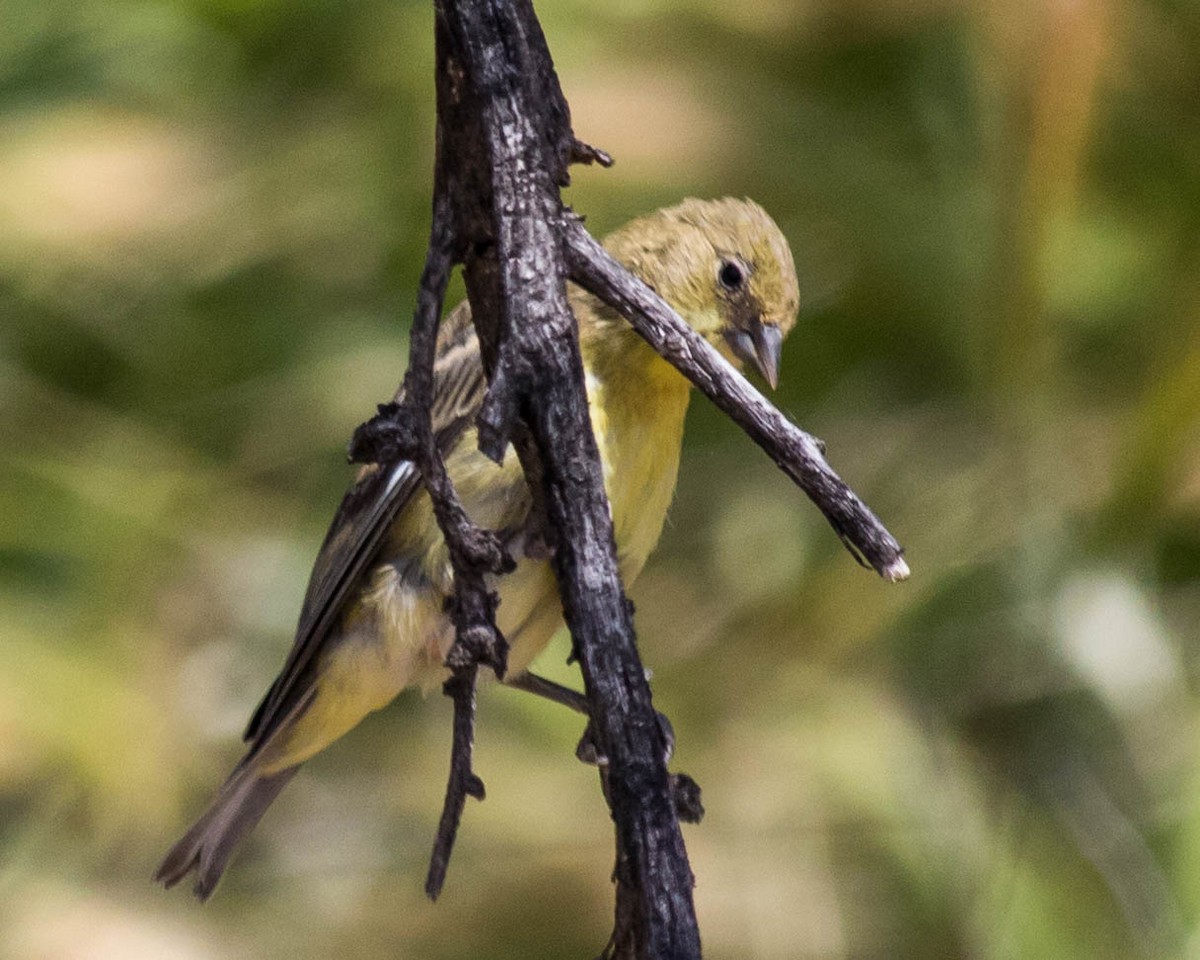 Lesser Goldfinch - Craig Stephansen