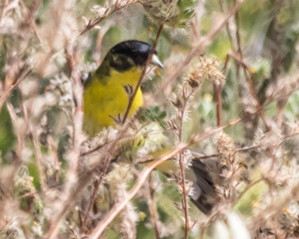 Lesser Goldfinch - ML227386381