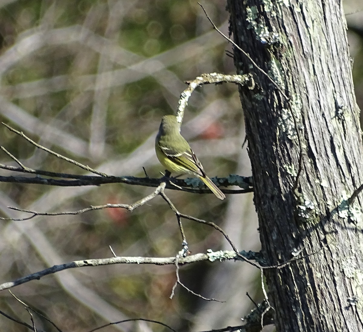 White-eyed Vireo - ML227386921