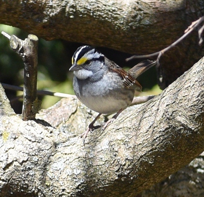 White-throated Sparrow - ML227387341