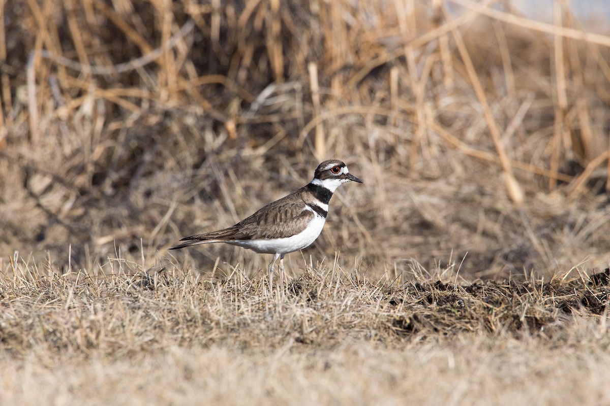 Killdeer - ML227390251