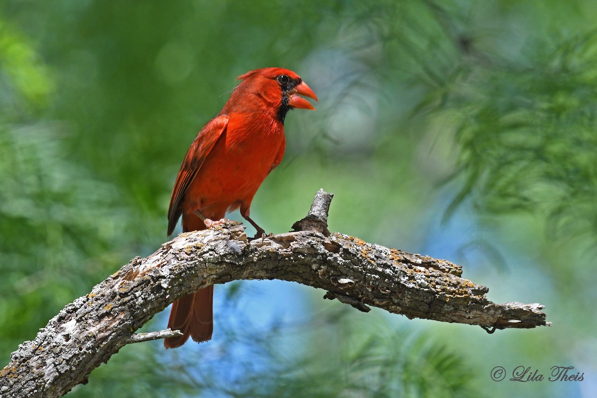 Cardinal rouge - ML227390491
