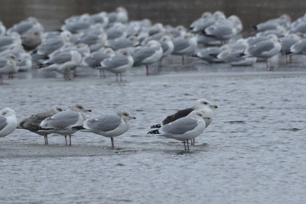 Great Black-backed Gull - ML22739211