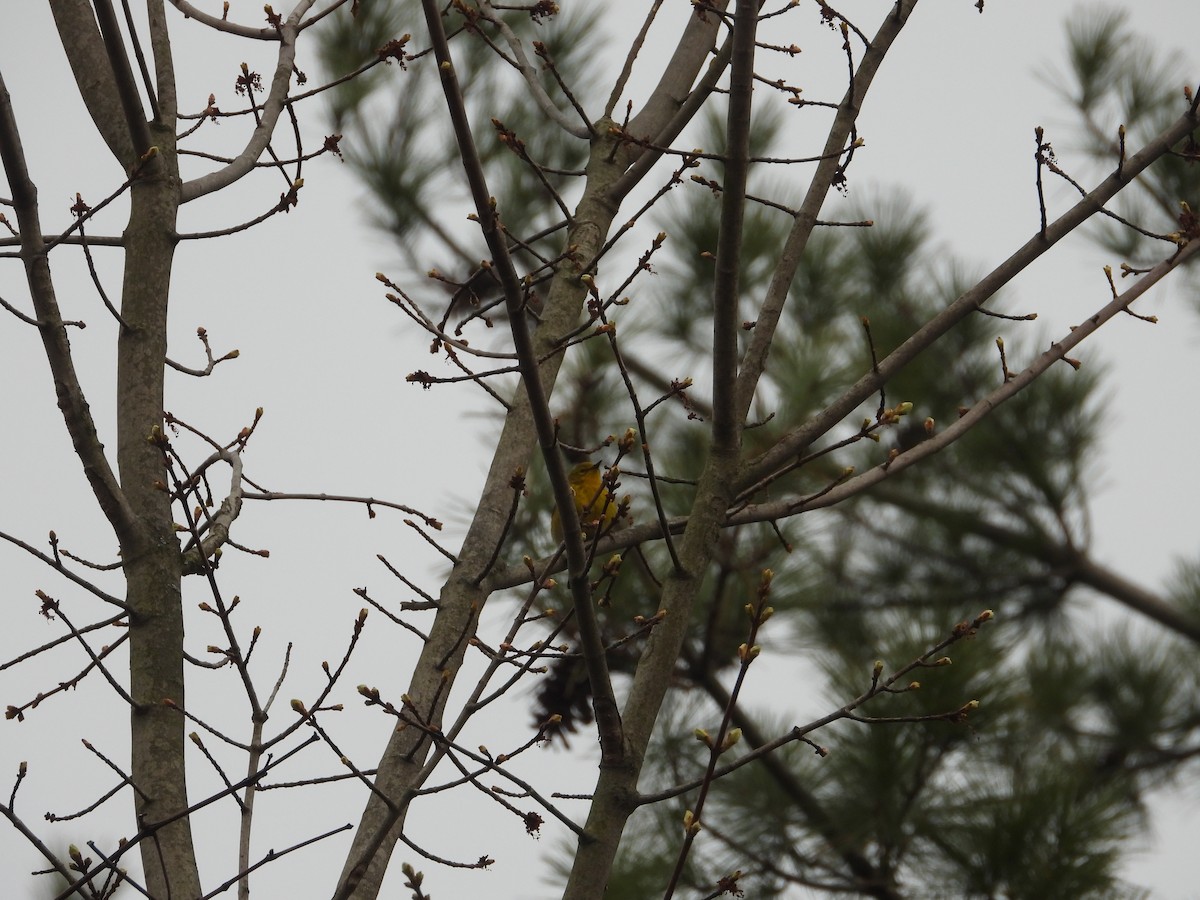 Pine Warbler - Chad Wilson