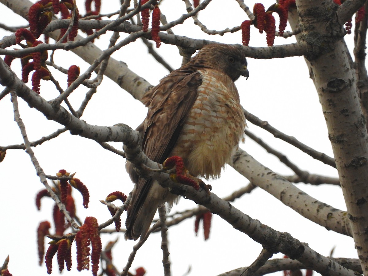 Broad-winged Hawk - ML227392621