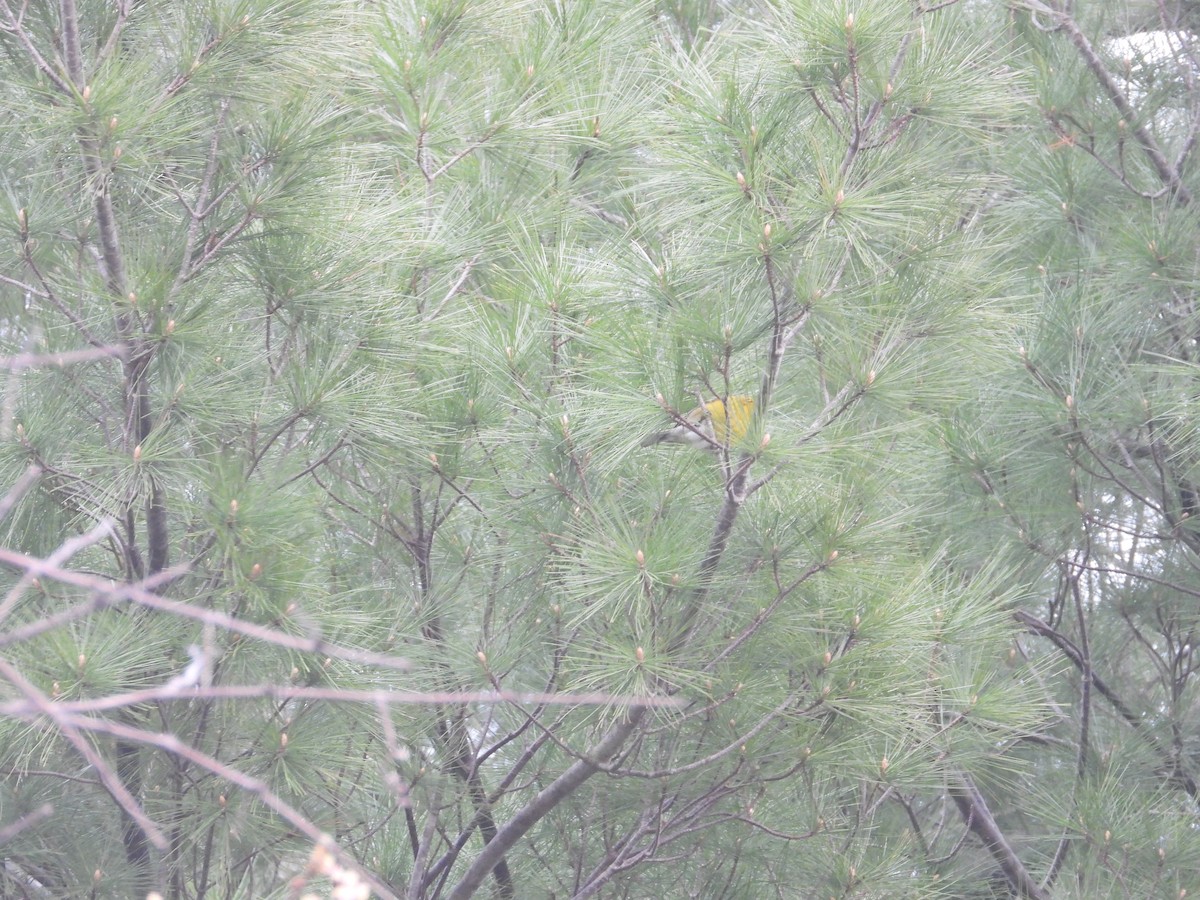 Pine Warbler - ML227392771