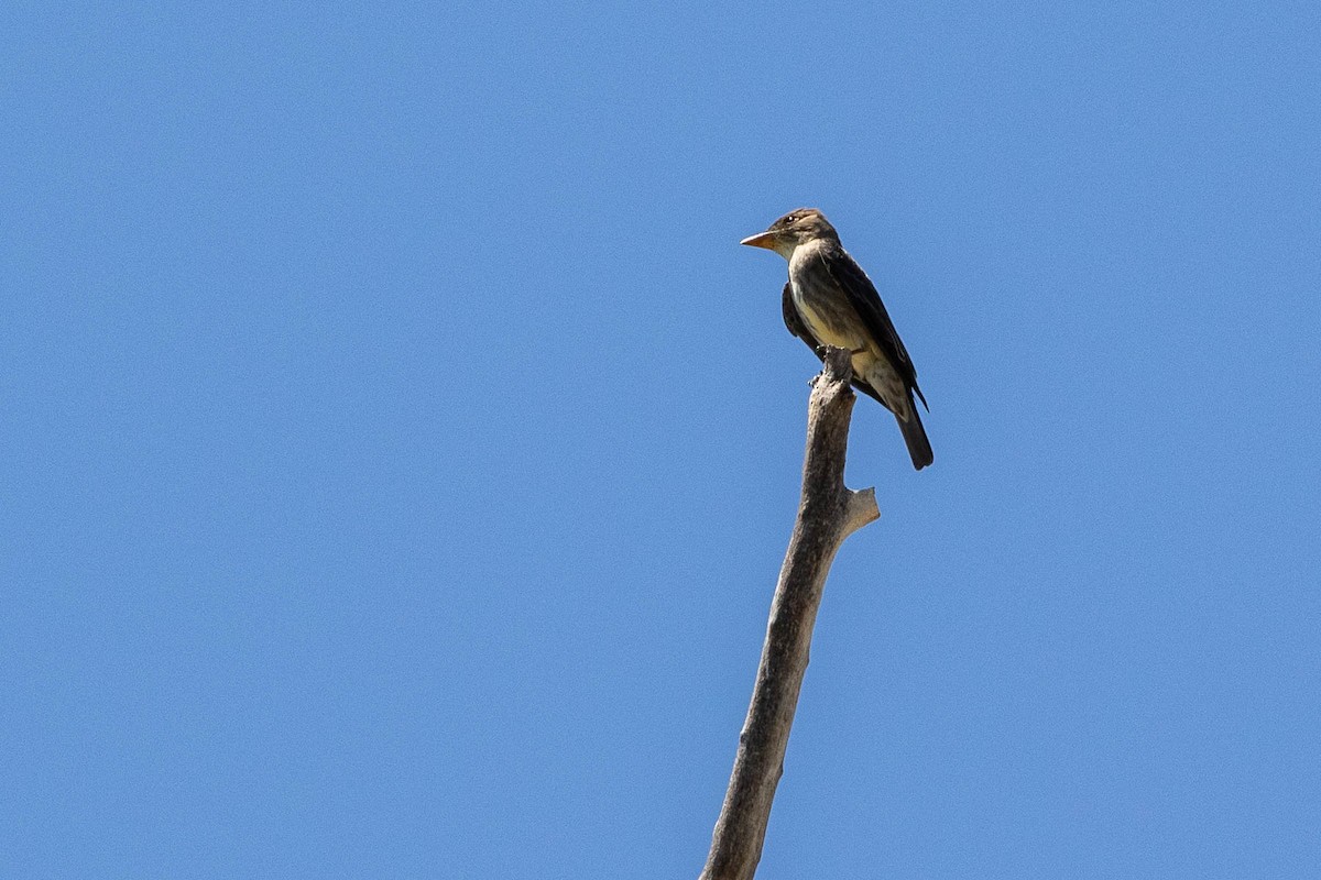 Olive-sided Flycatcher - ML227394041