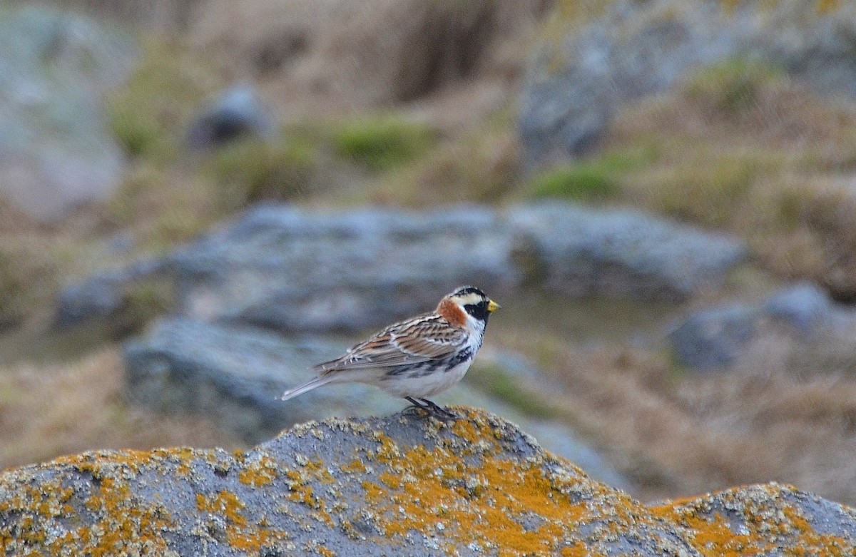 Lapland Longspur - ML22739431