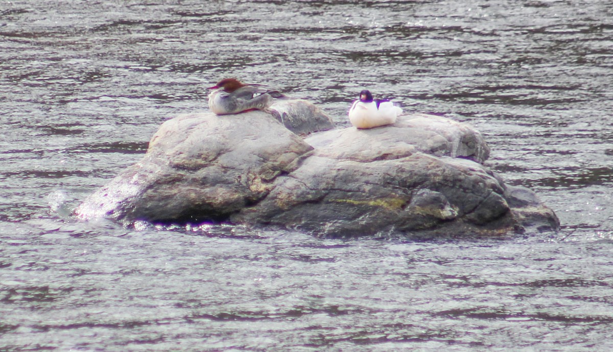 Common Merganser - ML227394841