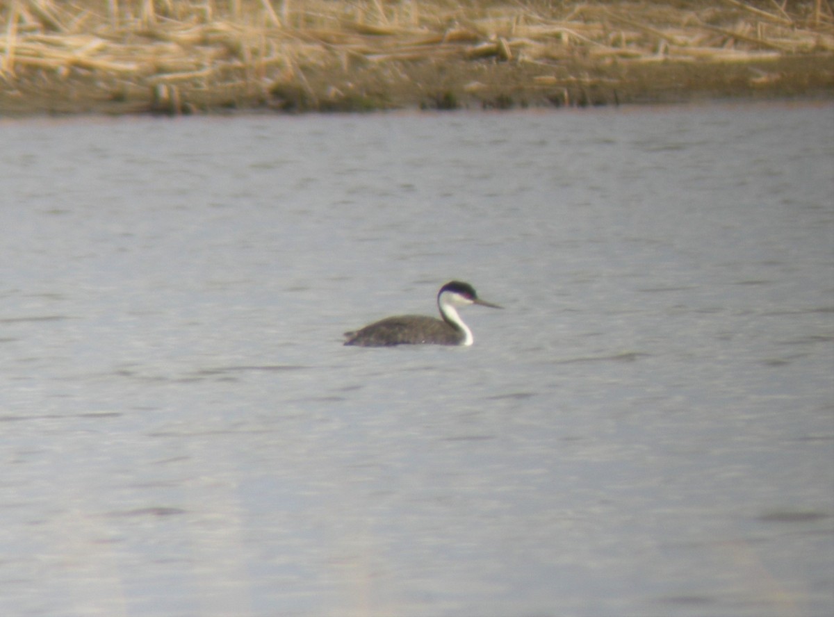 Western Grebe - Kevin Glueckert