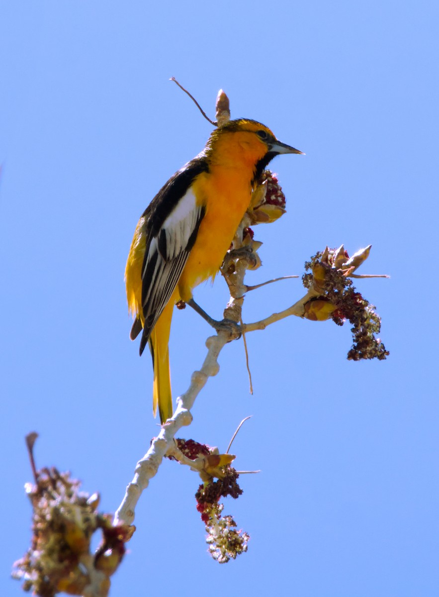 Bullock's Oriole - ML227395821