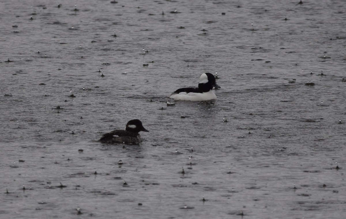 Bufflehead - Lee Adam