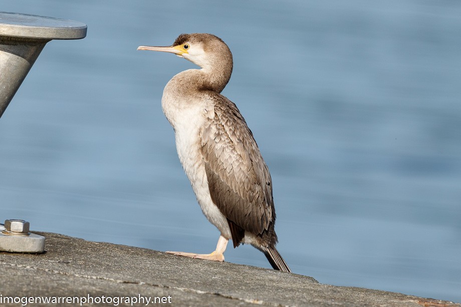 Spotted Shag - ML227397151