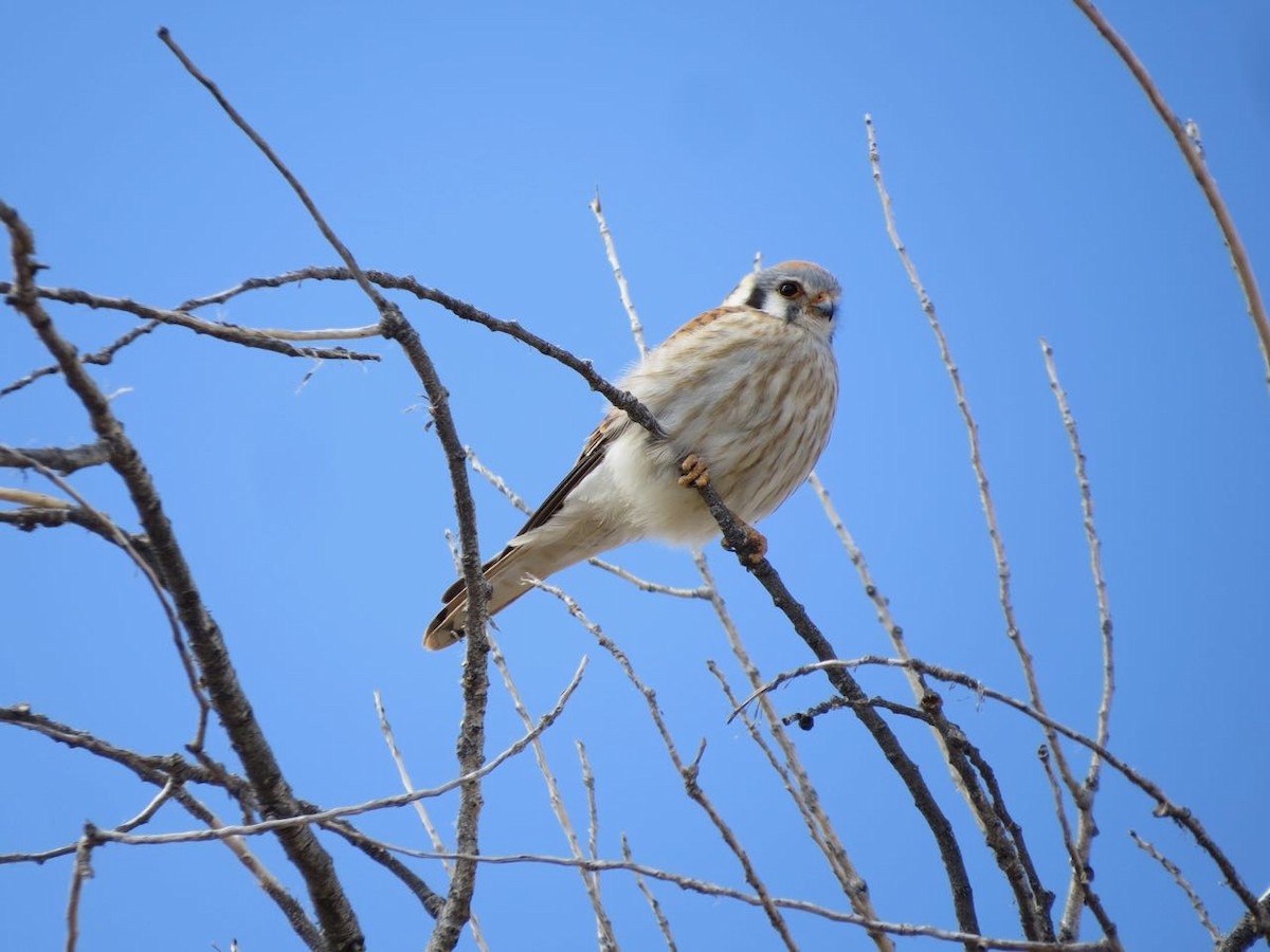 American Kestrel - ML227397641