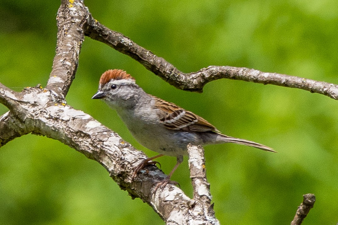 Chipping Sparrow - ML227397721