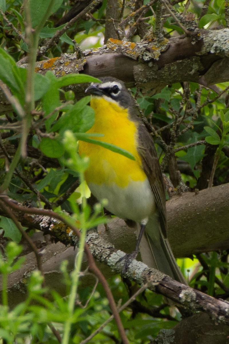 Yellow-breasted Chat - ML227397911
