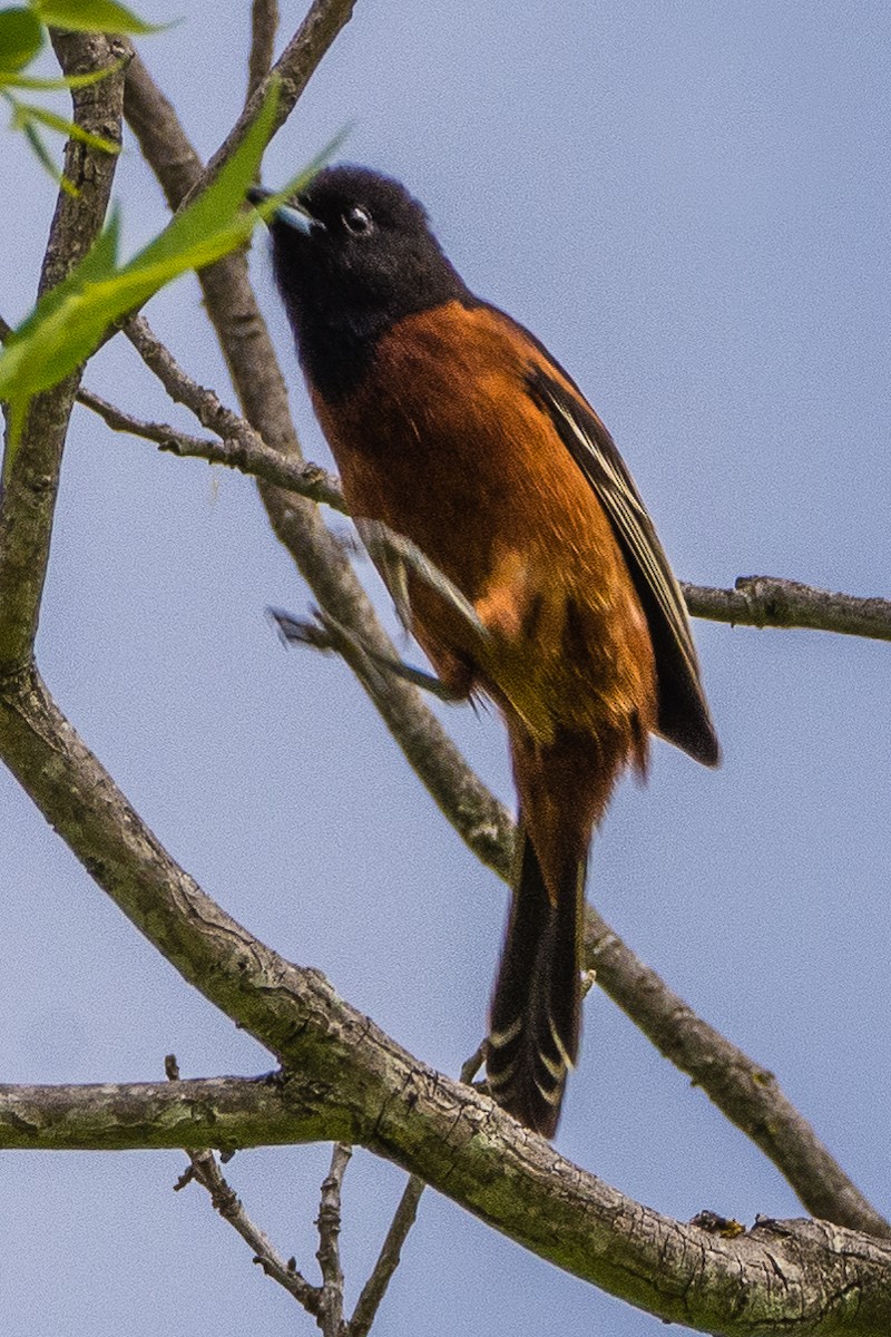 Orchard Oriole - ML227397971