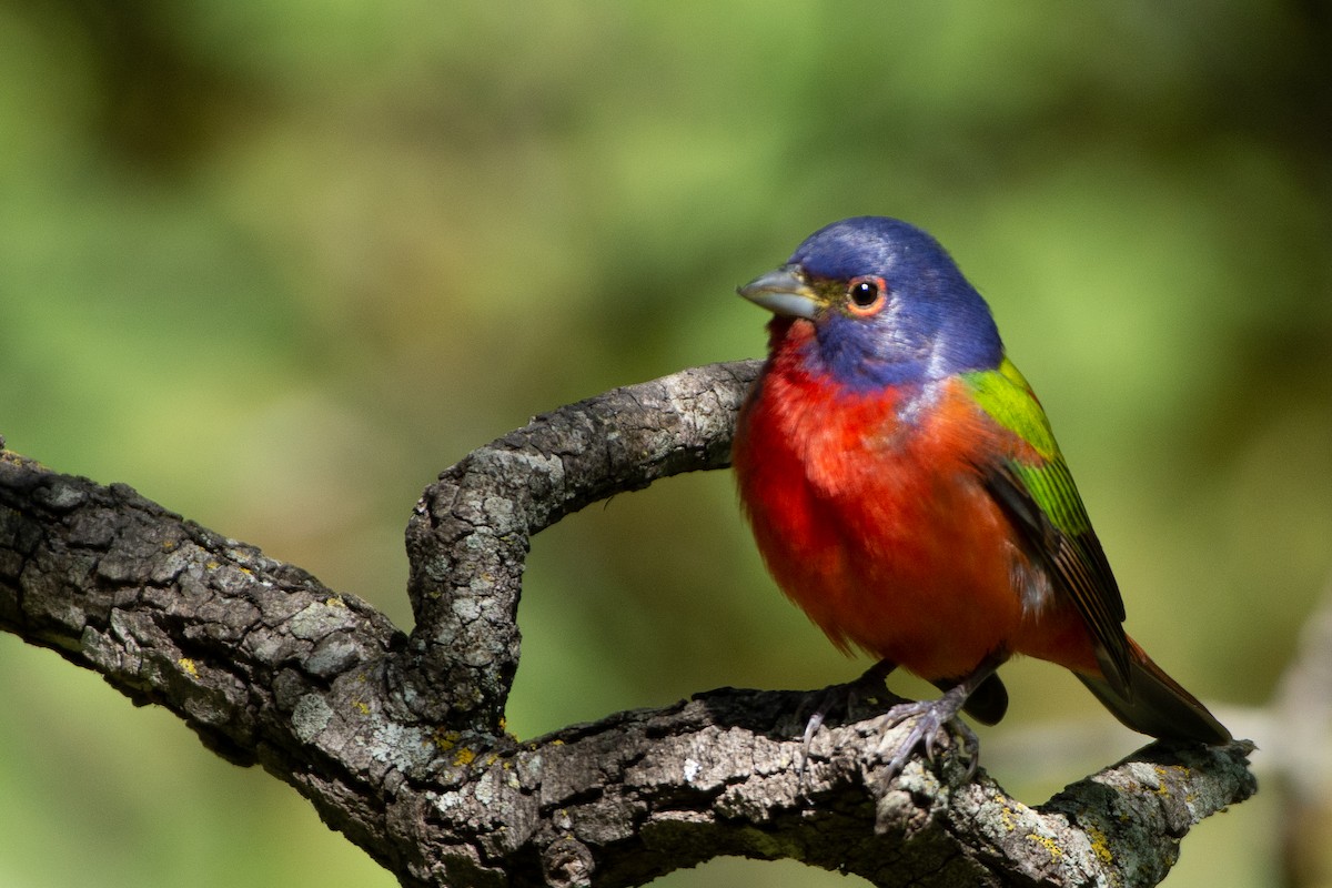 Painted Bunting - ML227399831