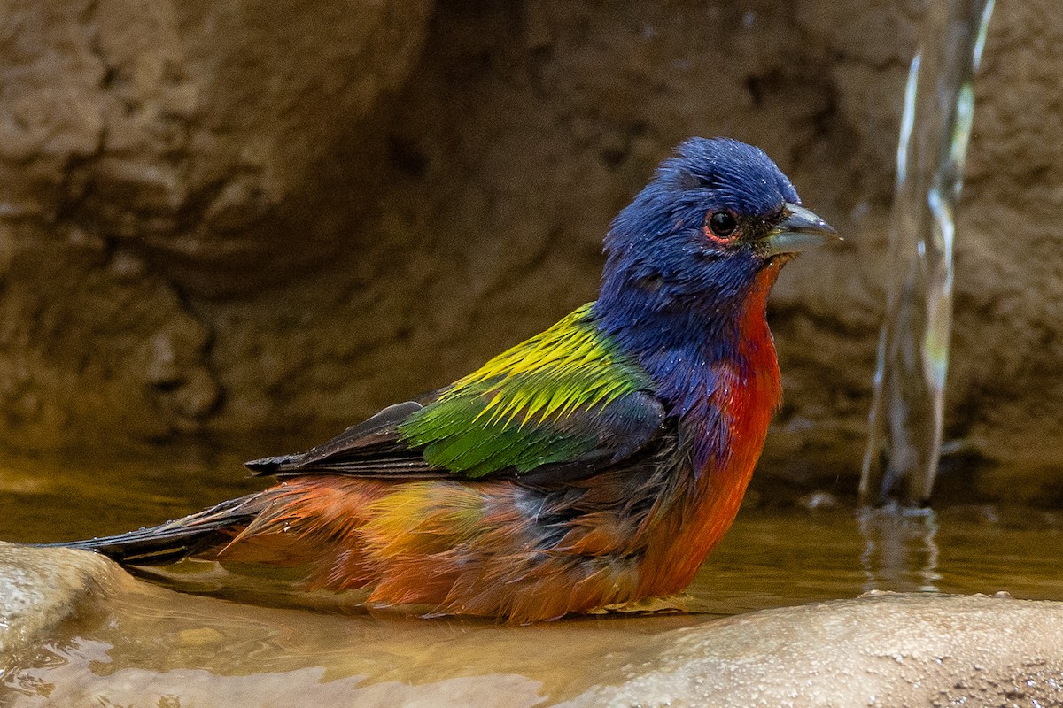 Painted Bunting - ML227399851