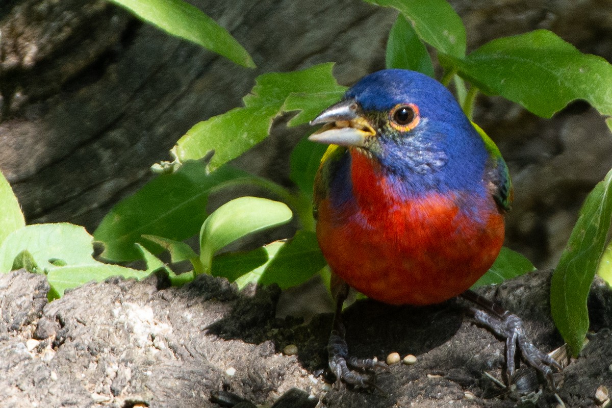 Painted Bunting - ML227399861