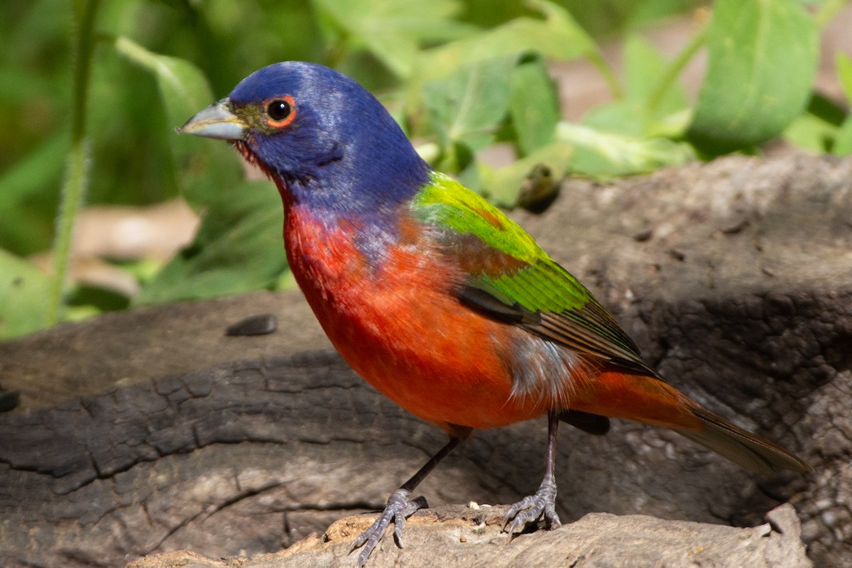 Painted Bunting - ML227399871