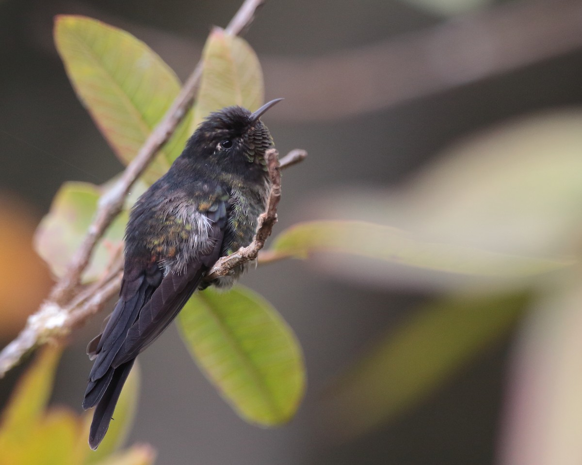 Black-backed Thornbill - ML227400241