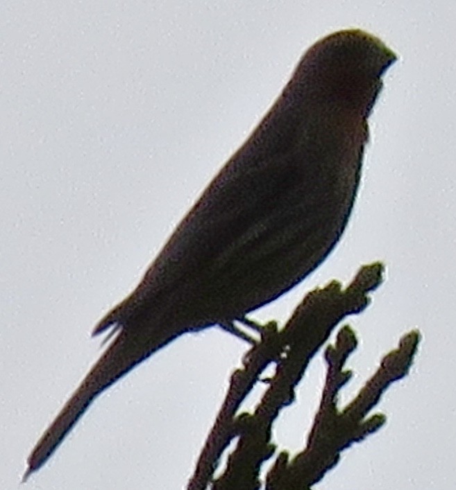 House Finch - ML227401351