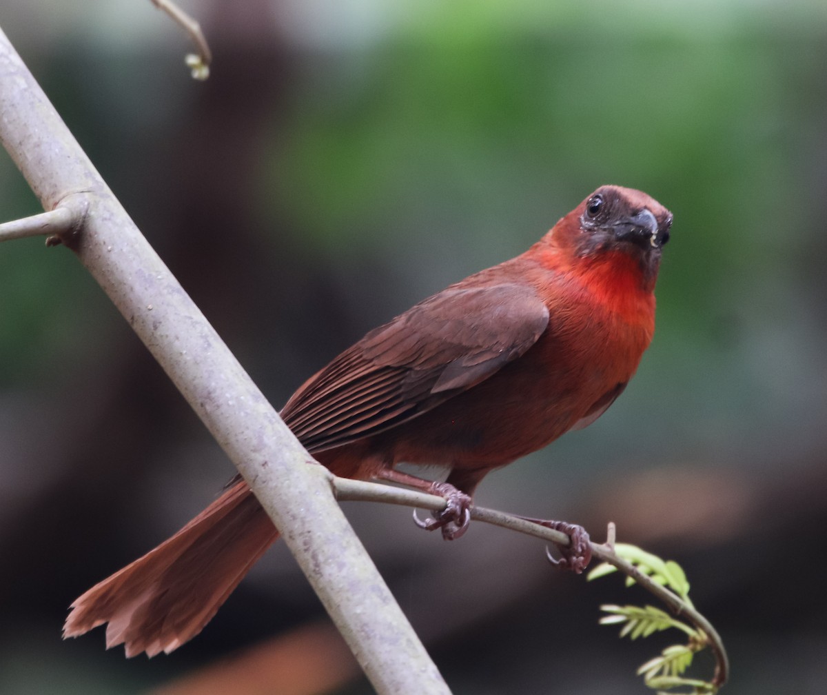Red-throated Ant-Tanager - Isaias Morataya