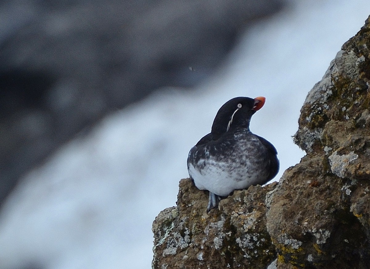 Parakeet Auklet - ML22740191