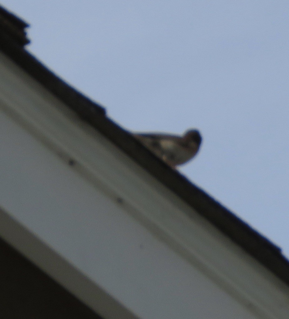 Dark-eyed Junco - ML227401941