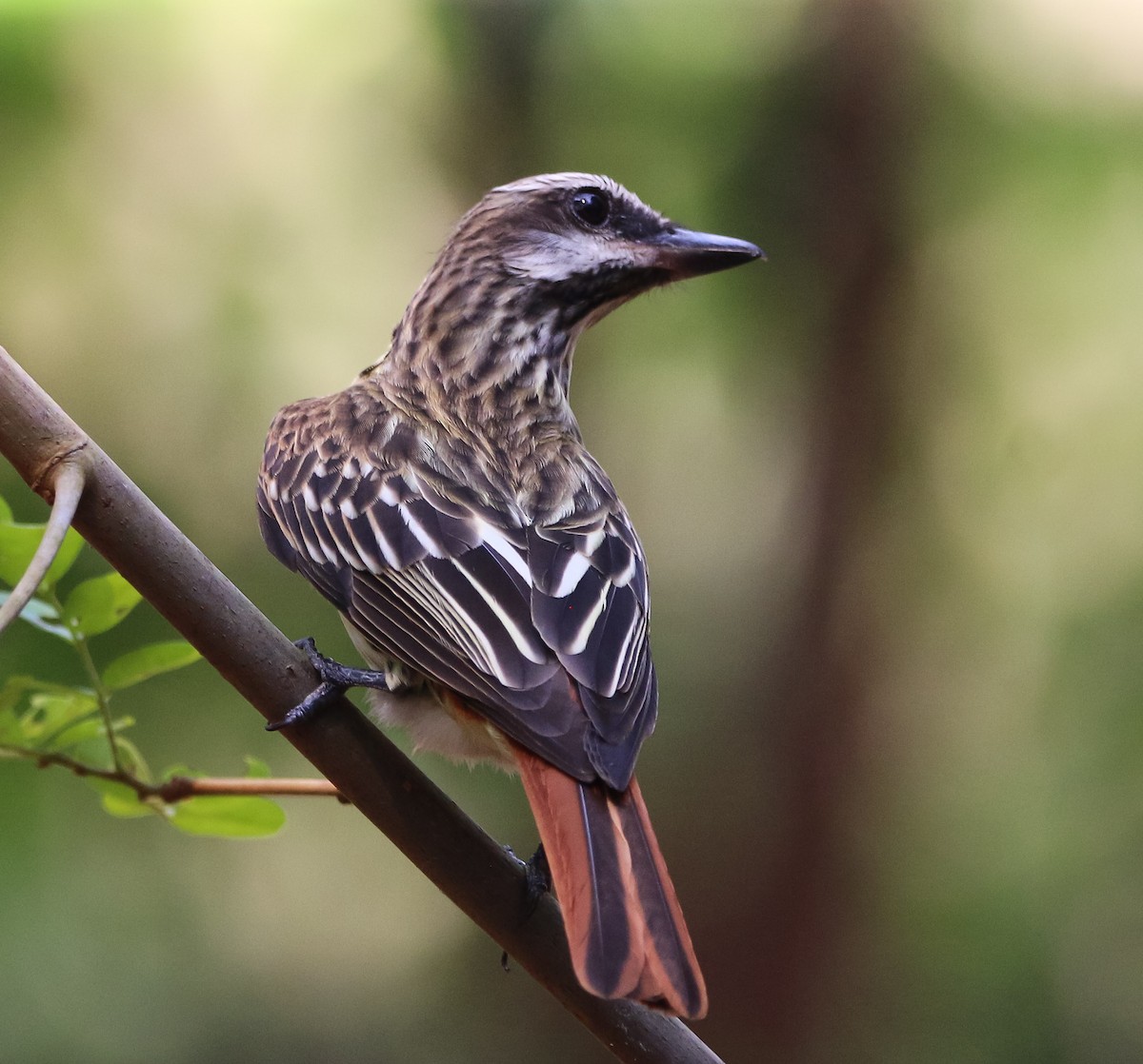 Sulphur-bellied Flycatcher - Isaias Morataya