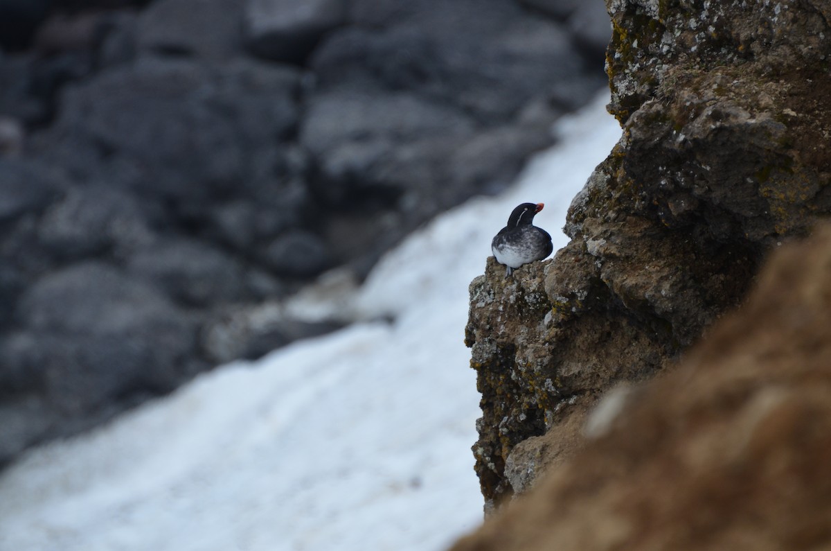 Parakeet Auklet - ML22740201