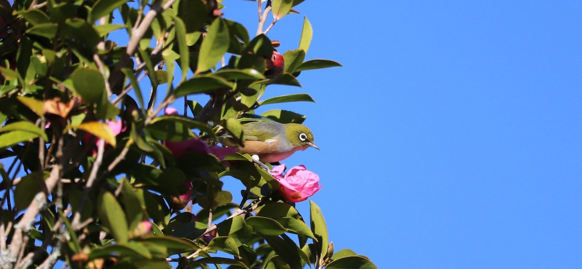 Silvereye - Bryn Sheppard