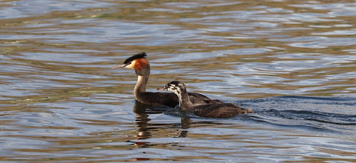 Great Crested Grebe - Bryn Sheppard