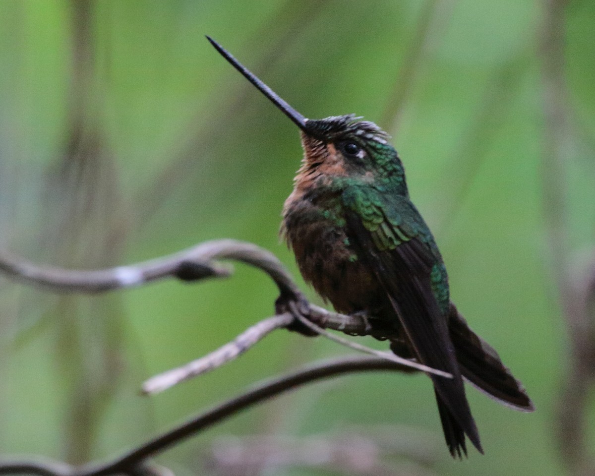 White-tailed Starfrontlet - Bruce Robinson